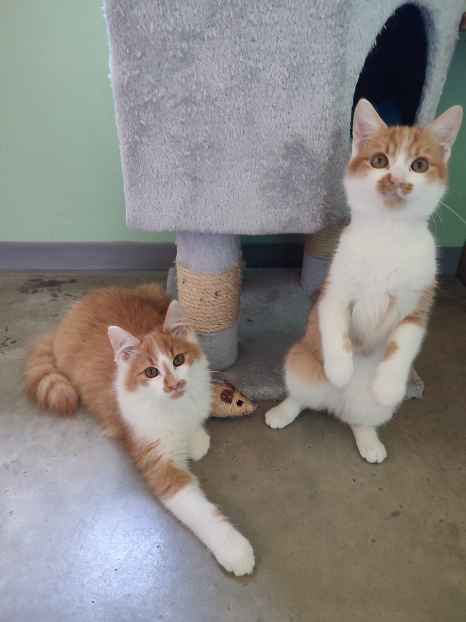 Mehr Info zu Elliott und Bonbon