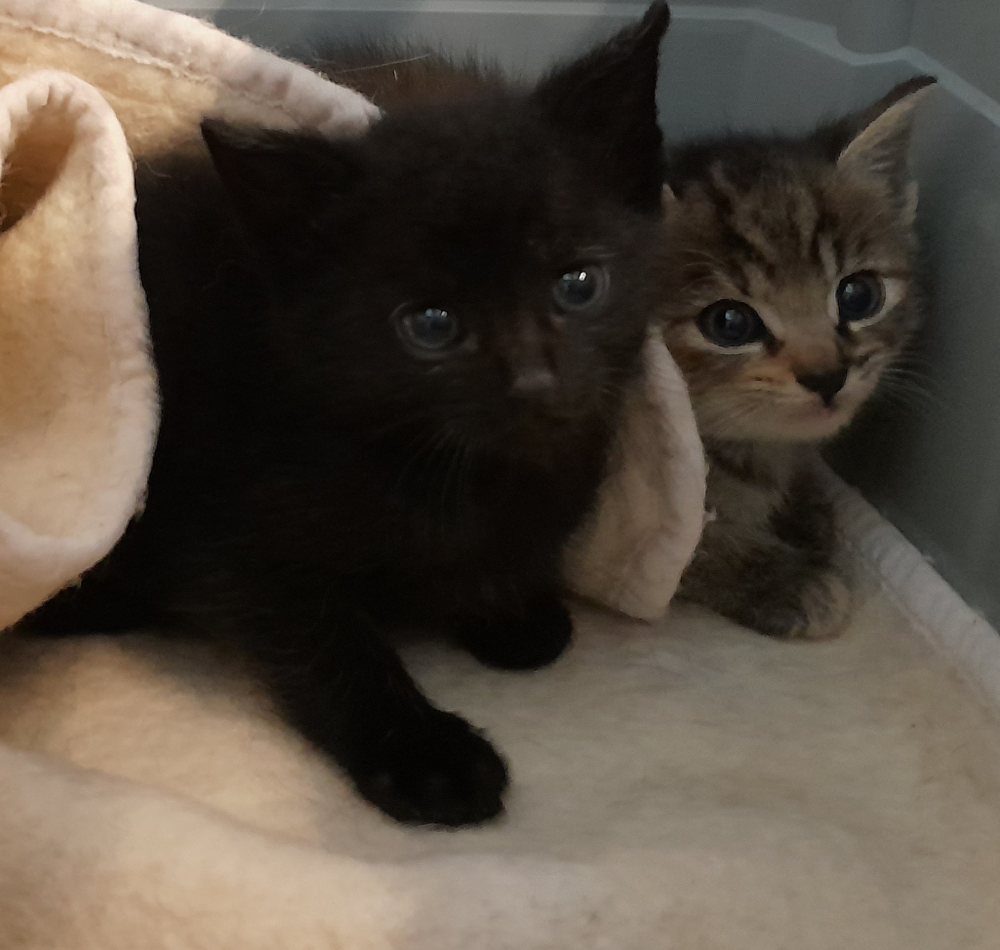 Mehr Info zu Baby Katzen Pärchen