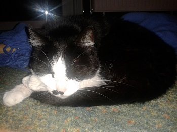 Mehr Info zu Katzenpaar Chilli und Mandi