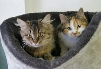 Buffi und Duffi