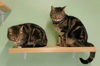 Sunny und Shiva