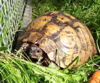 Morla - die Schildkröte