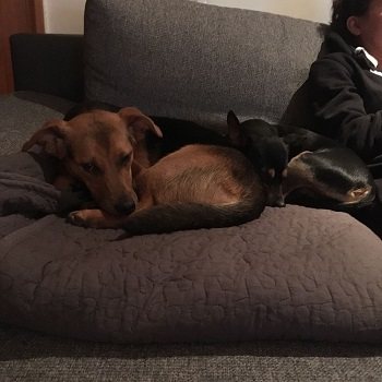 Mehr Info zu Knuffi