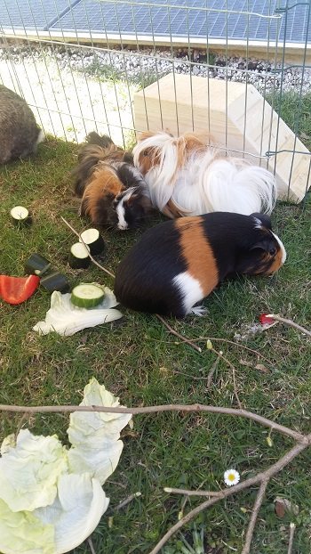 Mehr Info zu Meersschweinchen Donna mit 2 Nachkommen