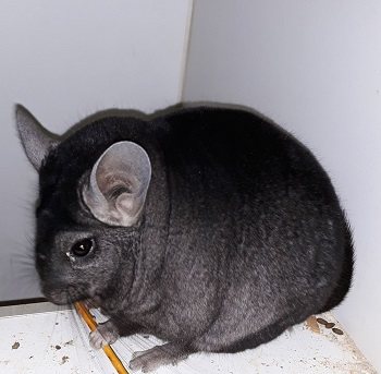 Mehr Info zu Chinchillas