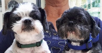Chicco  &  Chicca