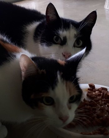 Mehr Info zu Pico  und Bella