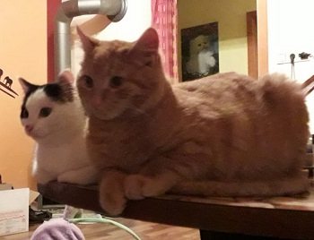 Pumuckl  &  Bilbo