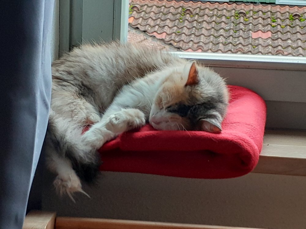 Gloria - die Einzelprinzessin