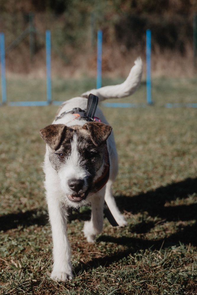 Mehr Info zu Tofu - ein Terrier Teenager