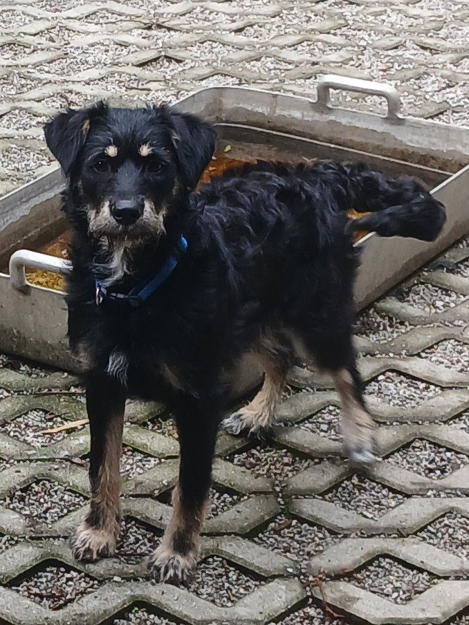 Mehr Info zu Boja - ein liebes Hundekind