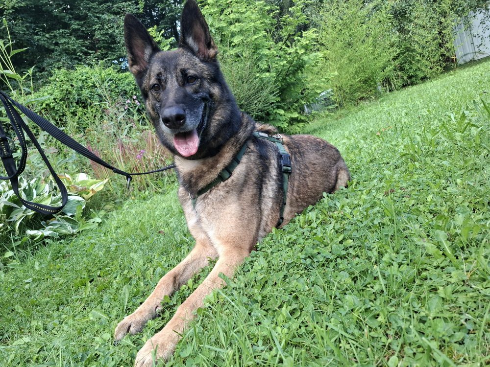 Mehr Info zu Dino Notfall - auch Pflegeplatz gesucht