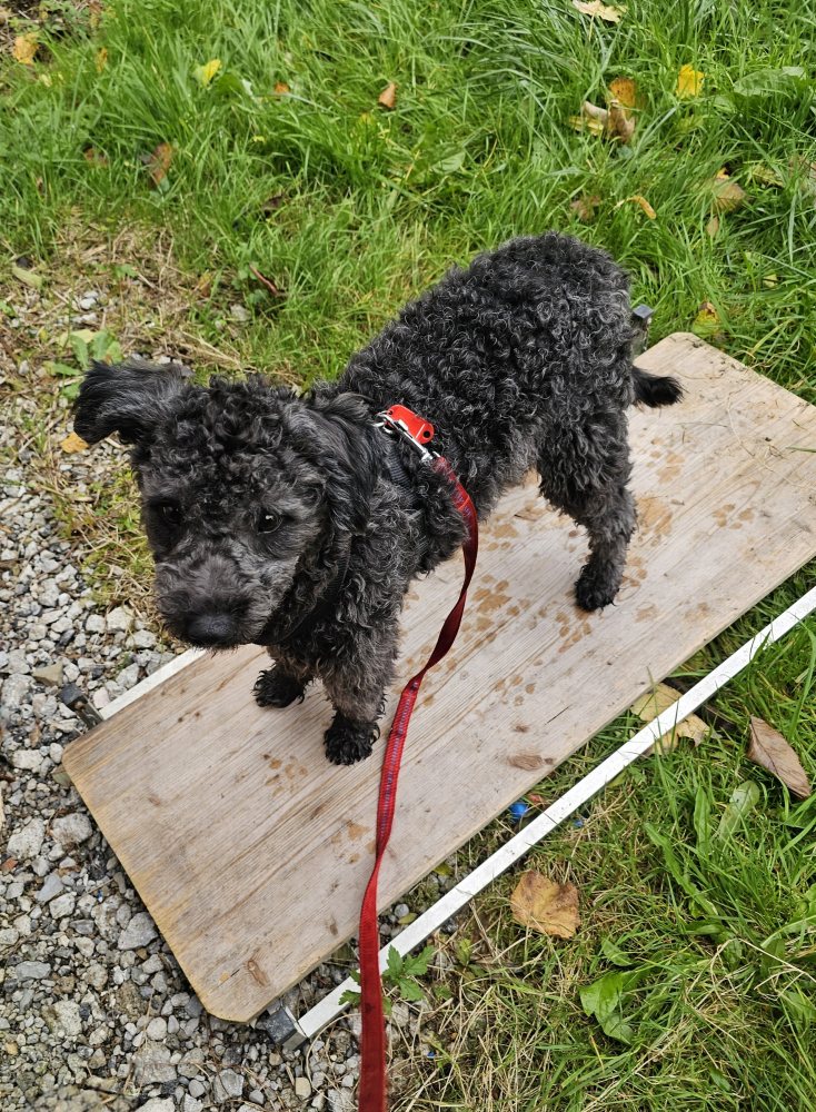 Mehr Info zu Csilli - unser Hasenfuß