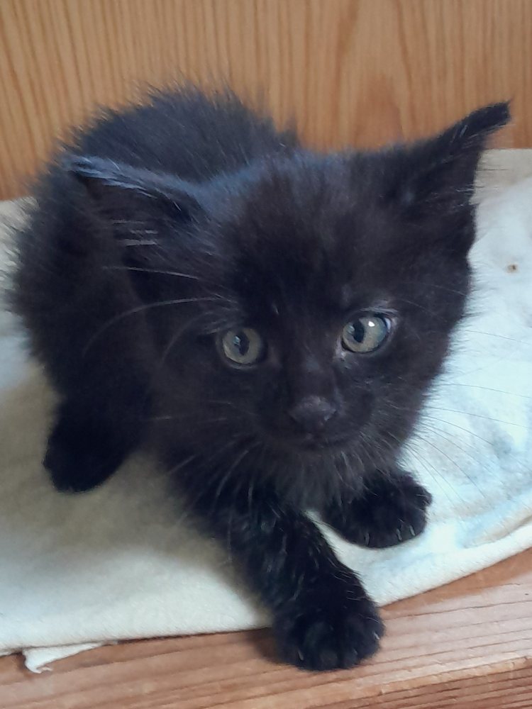 Ein Katzenduett