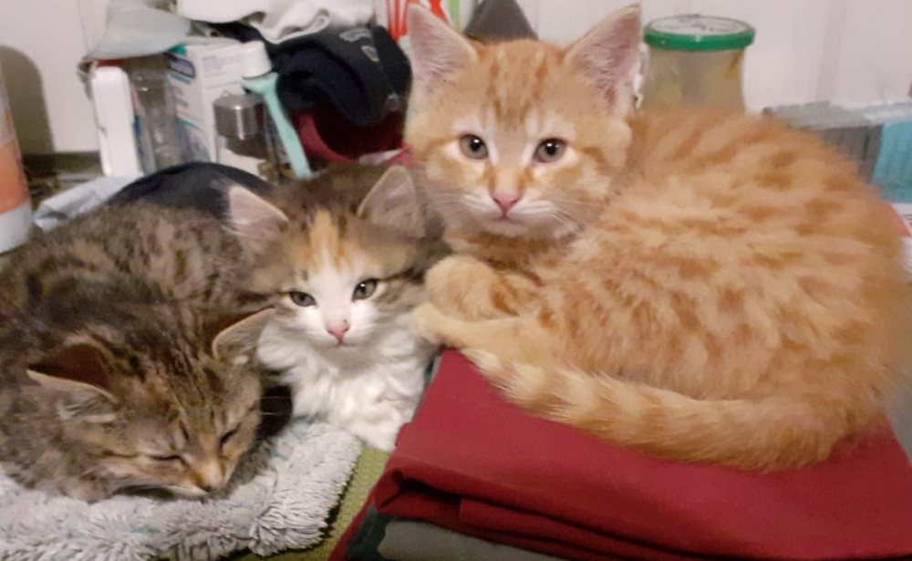 Mehr Info zu Ein Baby Katzen Trio