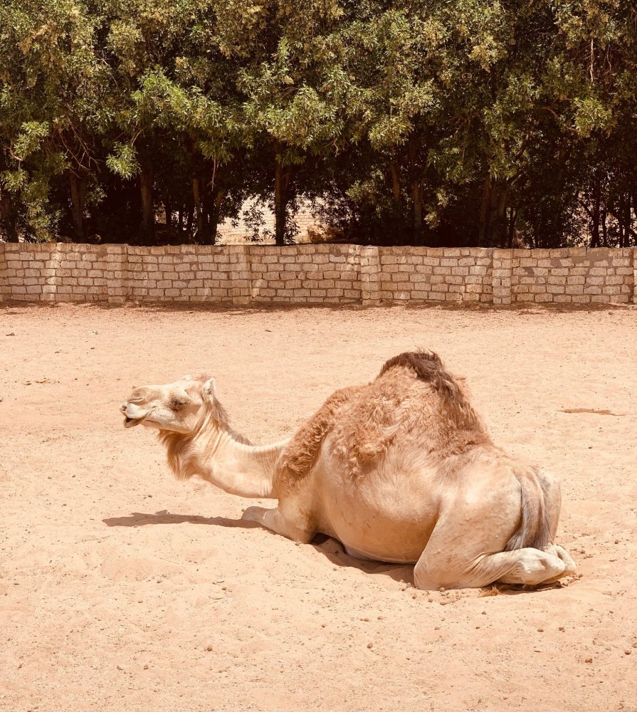 Besuch BLUEMOON GNADENHOF Hurghada Ägypten 