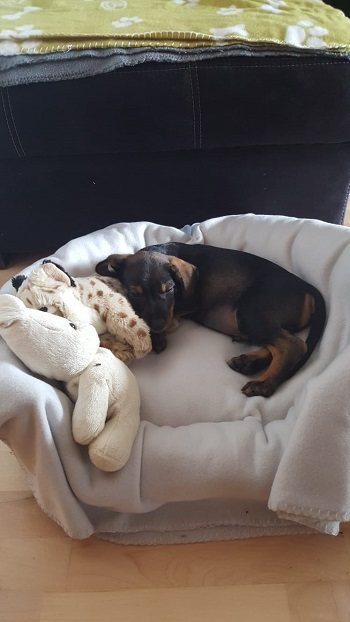 Mehr Info zu Alvin