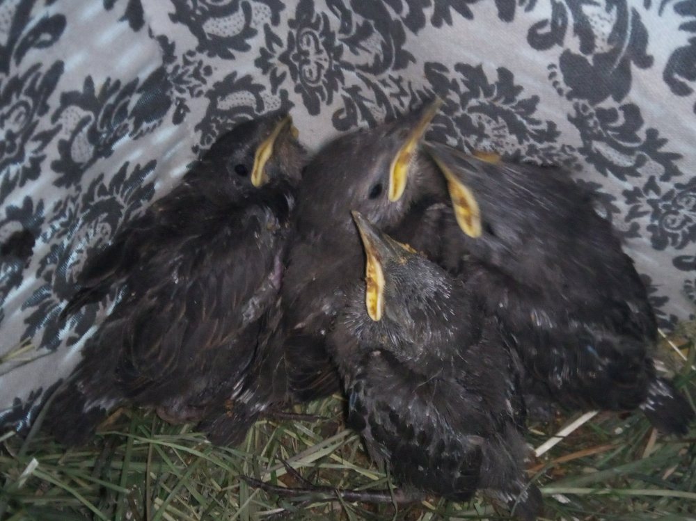 Amsel Nestlinge
