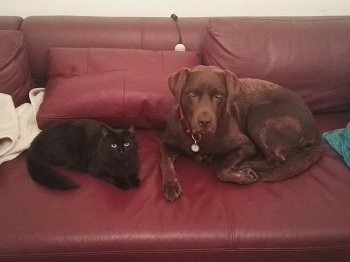 Mehr Info zu Angus
