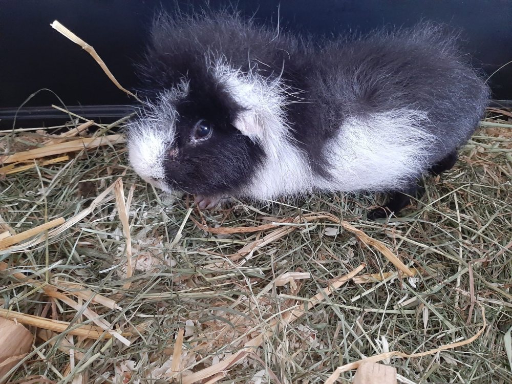 Mehr Info zu Loki und Apollo und Lissy