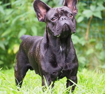 Chicco