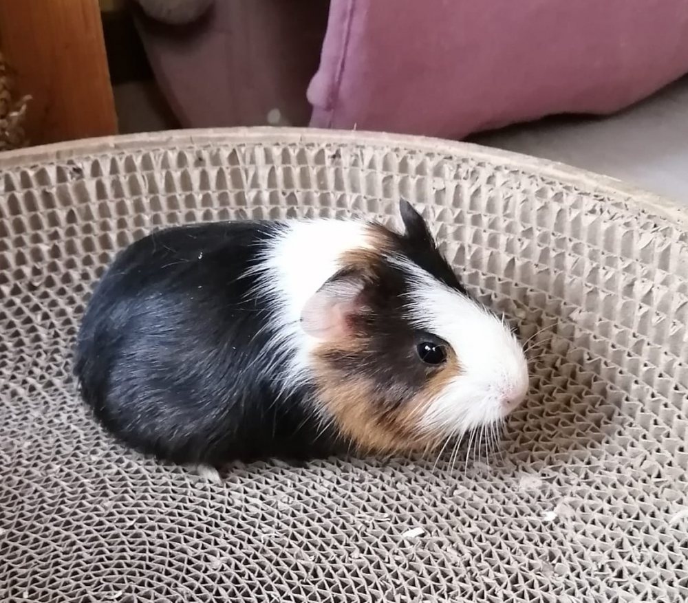 Mehr Info zu Schweinchen Mädl 