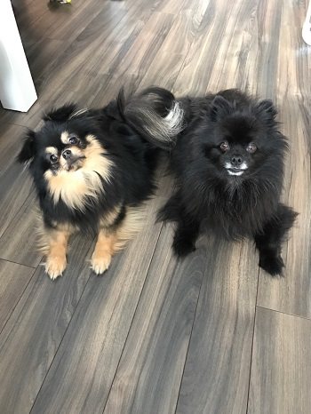Cookie und Pino
