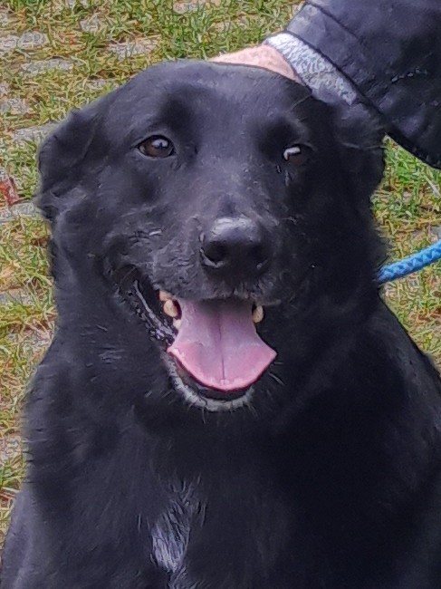Mehr Info zu Blacky - Seelenhund