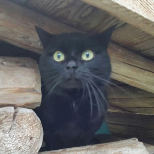 Katze Blacky