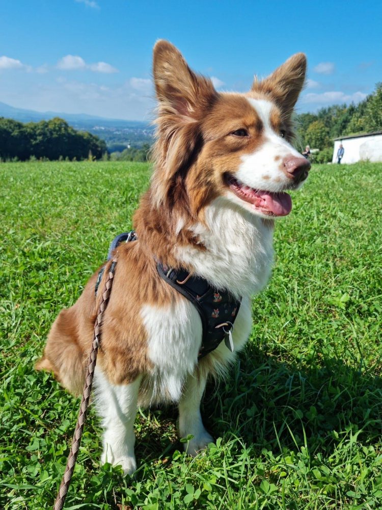 Bella  