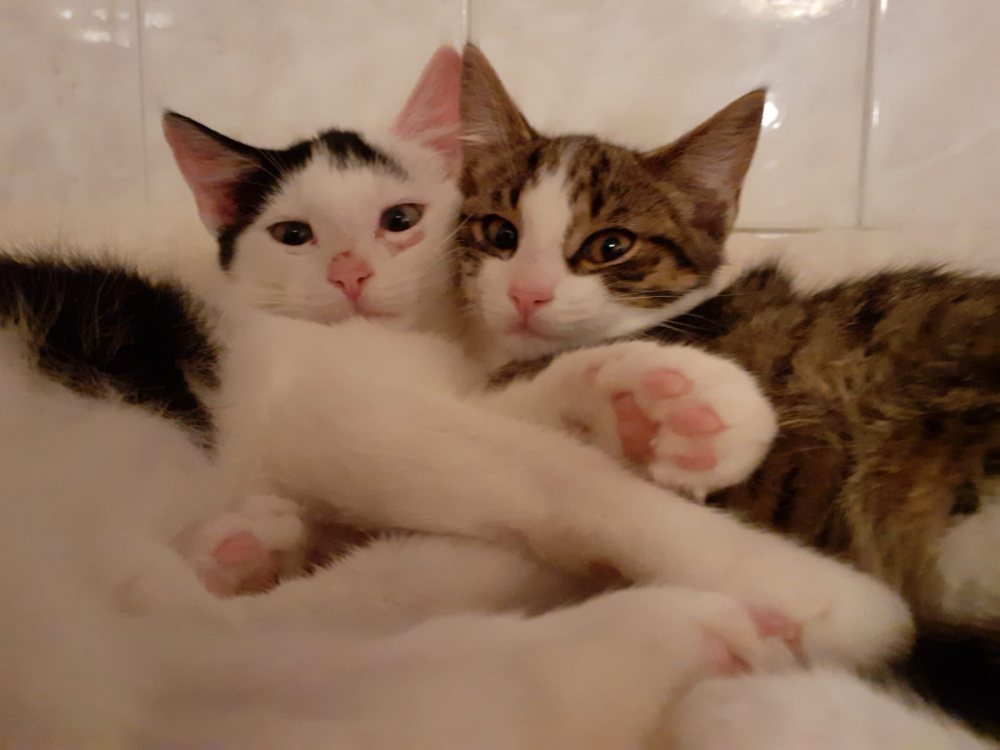 Max und Moritz