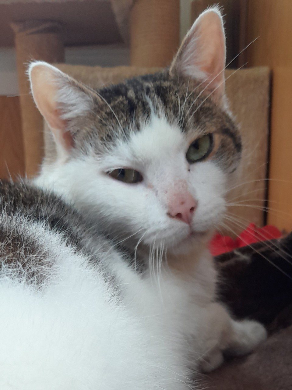 Mehr Info zu Gatto - ein ganz berührender Fall
