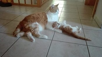 Mehr Info zu Cassandro