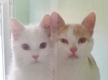 Scampo und Ceres