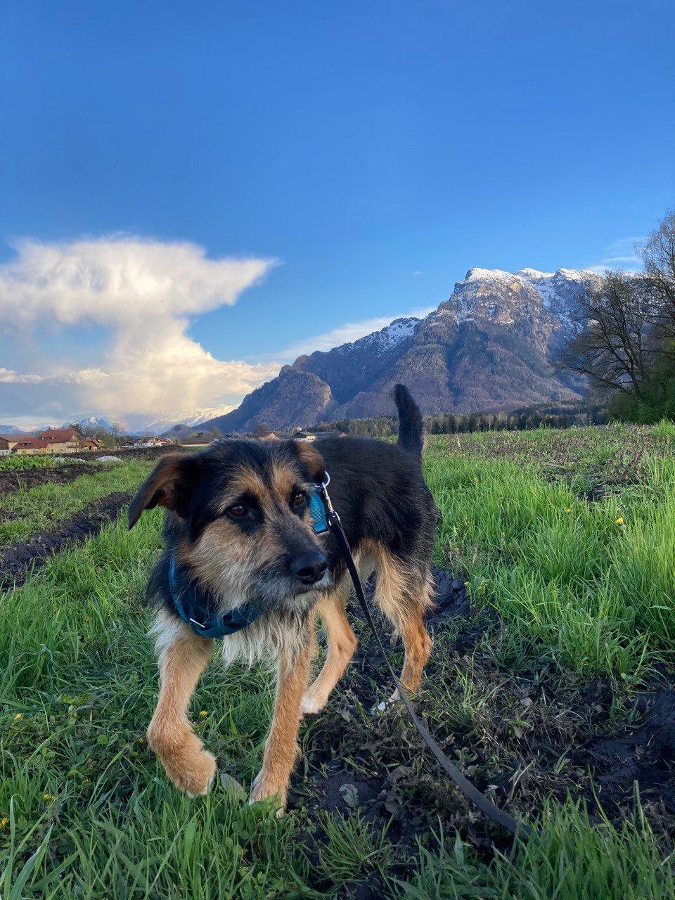 Mehr Info zu Charly