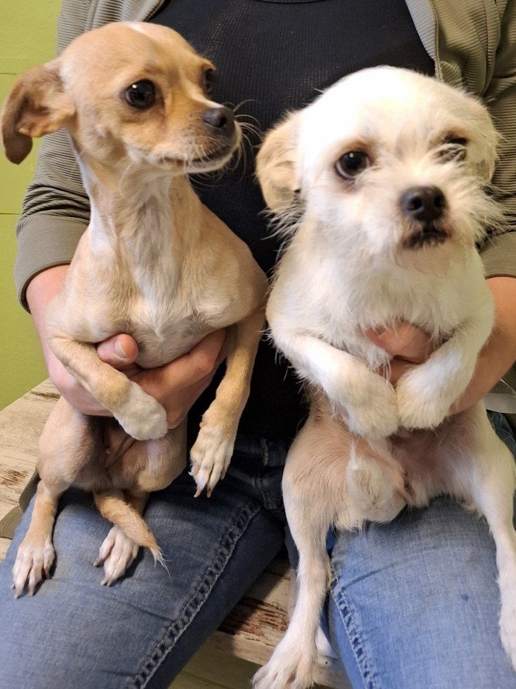 Mehr Info zu Pinoccio und Babatella - 2 Chihuahua im Duo