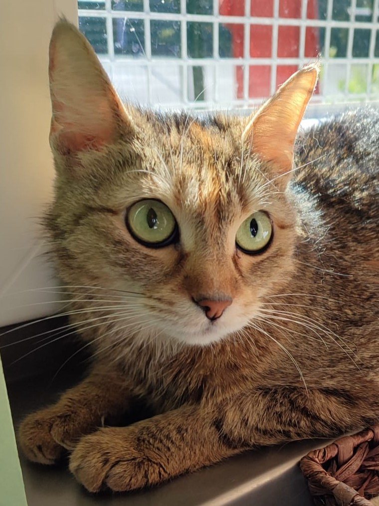 Coco