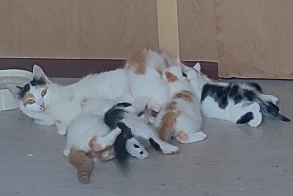 Trulla und ihre Babies
