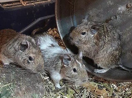 Eine Degu Sippe