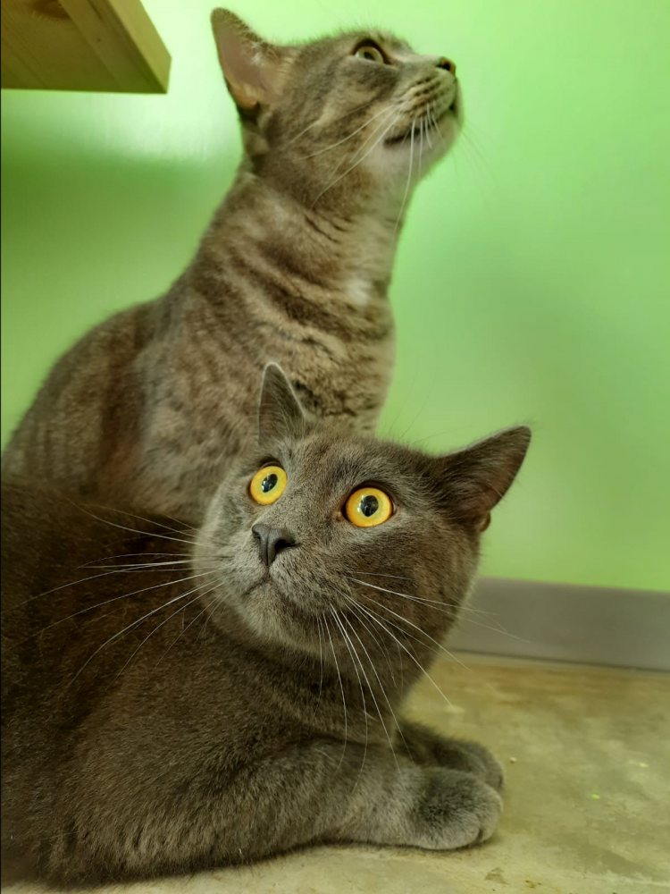 Dida und Strumpfi