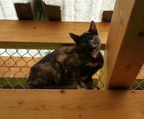 Katze Diva