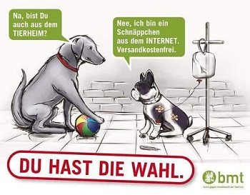 Mehr Info zu Nothilfe für Hunde aus Ungarn