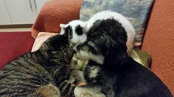 Mehr Info zu Holly