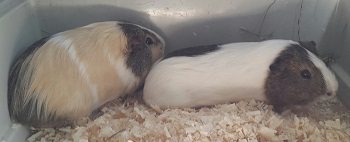 Lilly und Emmi