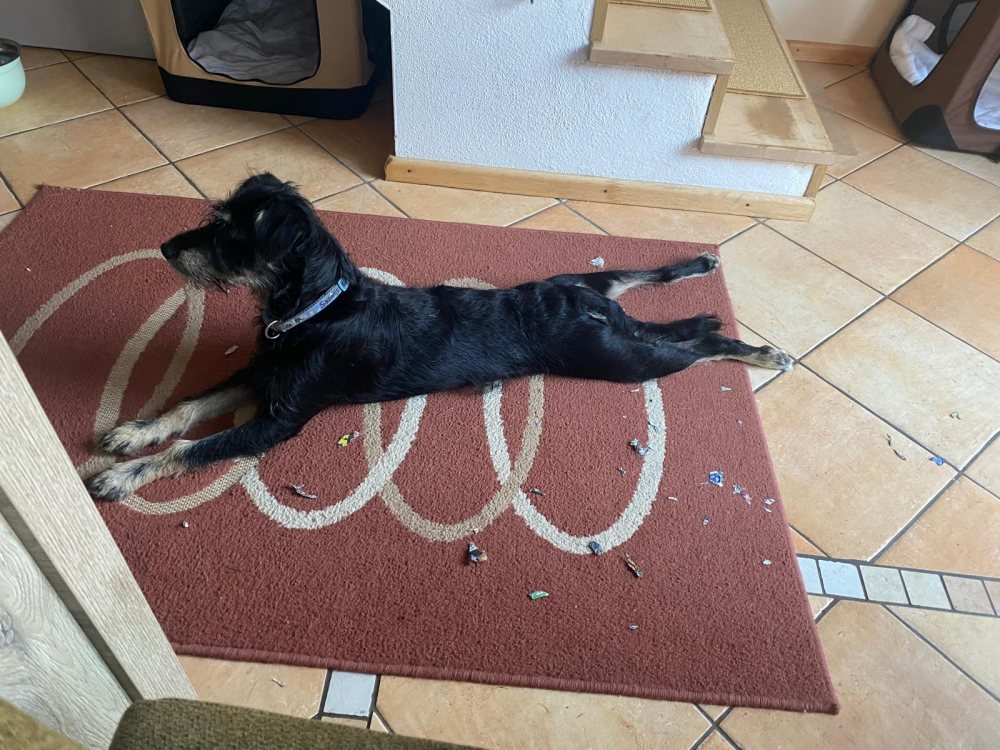 Mehr Info zu Bambi  