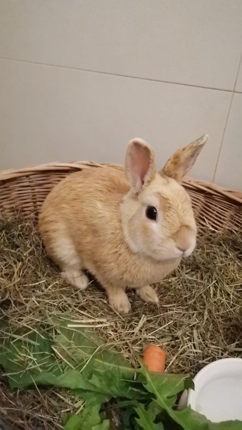 Häsin Filippa