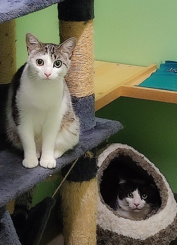 Mehr Info zu Fee und Merlin
