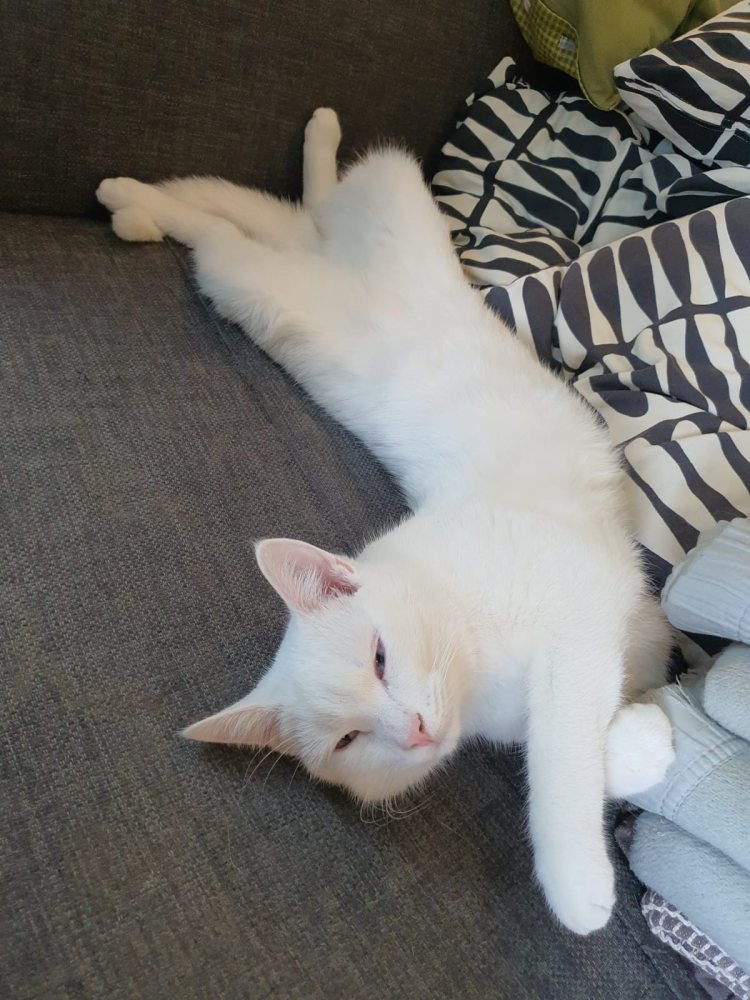 Findus