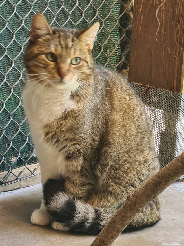 Flecki