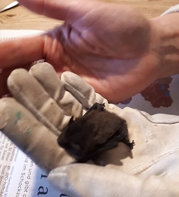 Mehr Info zu Zwergfledermaus